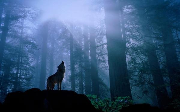 森の狼